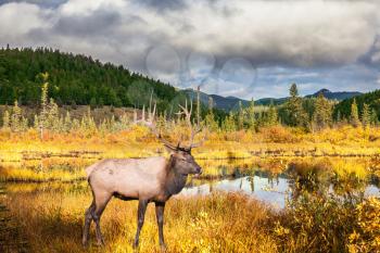  Multi-color autumn woods are reflected in the lake. Red deer with branchy horns costs on the bank of charming lake. Rocky Mountains, Canada