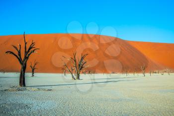 Evening. The bottom of dried lake Deadvlei, with dry trees. Ecotourism in Namib-Naukluft National Park, Namibia