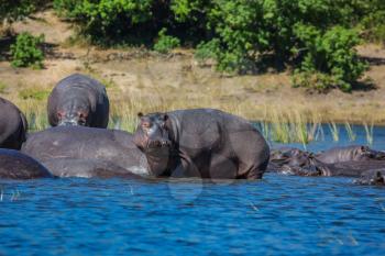 Huge herd of hippos resting in cool water of the river. The concept of exotic and extreme tourism in Okavango Delta, Chobe National Park, Botswana