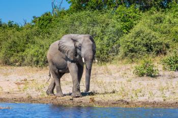 African elephant -  loner on a watering place in the Okavango Delta. Chobe National Park in Botswana.   The concept of exotic tourism