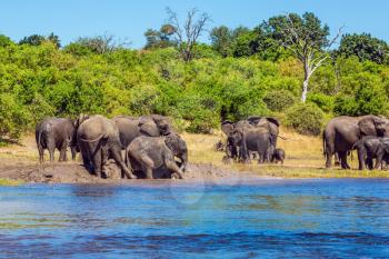 Watering in the Okavango Delta, Africa. The oldest national park in Botswana - Chobe National Park. Herd of elephants adults and cubs crossing river 