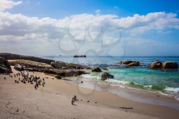 Boulders Penguin Colony in the Table Mountain National Park, South Africa. African black-white penguins. The concept of active and ecotourism