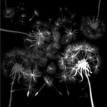 black and white background with dandelions