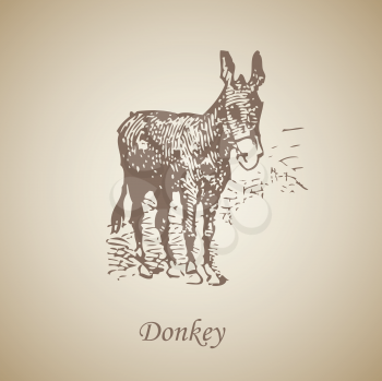 donkey vintage drawing