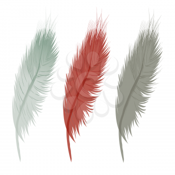 feathers on white background