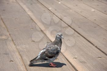 Royalty Free Photo of a Pigeon