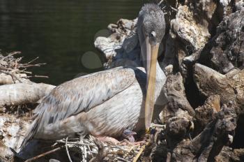 Royalty Free Photo of a Pelican