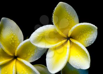 Plumeria flowers like wind turbines