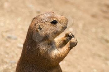 prairie dog