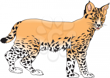 Royalty Free Clipart Image of a Lynx