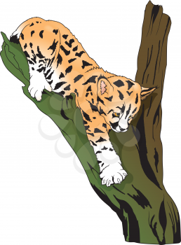 Royalty Free Clipart Image of a Lynx