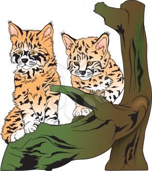 Royalty Free Clipart Image of a Lynx