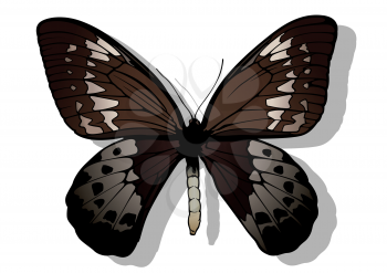 Ornithoptera Clipart