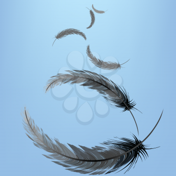 Feathers in the wind 