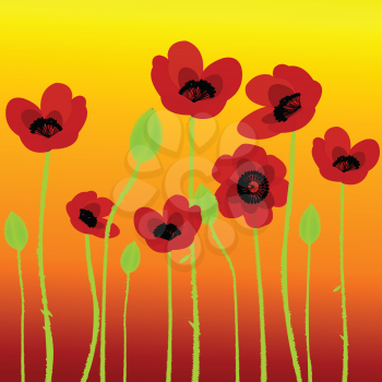 Poppies on orange background