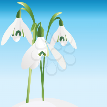 Spring background with snowdrop