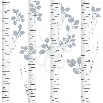 Background of white birch trees