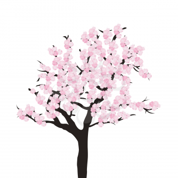 Cherry tree isolated on white background