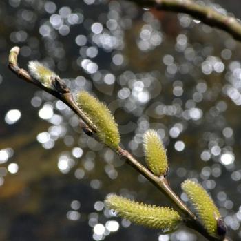Spring willow branch with buds and catkins 