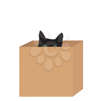 Black cat hiding in a box