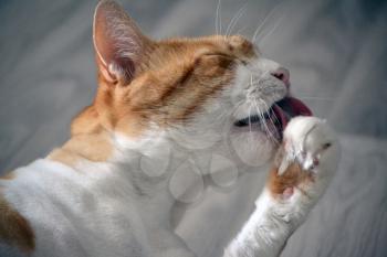 Ginger cat licks the hair of the paw