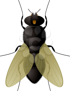 Royalty Free Clipart Image of a Fly