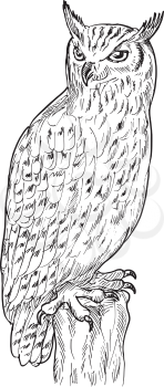 Royalty Free Clipart Image of a Sketch of an Owl