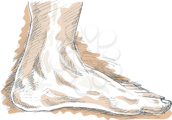 Royalty Free Clipart Image of a Left Foot