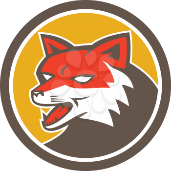 Illustration of an angry fox wild dog wolf head growling set inside circle on isolated background done in retro style. 