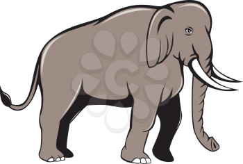 Illustration of an Indian elephant with tusks walking viewed from side on isolated white background done in cartoon style.