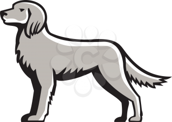 Illustration of an english setter dog standing viewed from the side set on isolated white background done in retro style. 