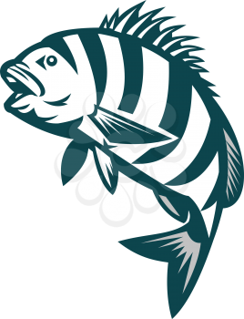 Illustration of a sheepshead (Archosargus probatocephalus) a marine fish jumping up set on isolated white background done in retro style. 