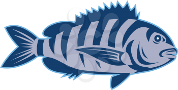 Illustration of a sheepshead (Archosargus probatocephalus) a marine fish viewed from the side set on isolated white background done in retro style. 