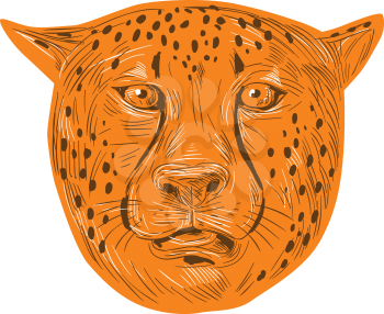Drawing sketch style illustration of a cheetah head facing front set on isolated white background. 