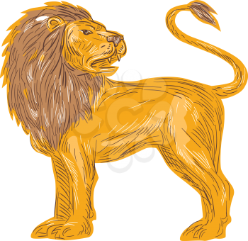 Drawing sketch style illustration of an angry lion big cat roaring showing teeth fangs looking to the back viewed from the side  set on isolated white background. 