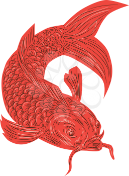 Drawing sketch style illustration of a red koi nishikigoi trout fish set on isolated white background. 