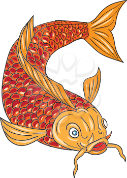 Drawing sketch style illustration of a trout fish swimming diving down viewed from the front set on isolated white background. 