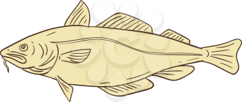 Drawing sketch style illustration of an Atlantic cod, or Gadus morhua, a benthopelagic fish of the family Gadidae, also commercially known as cod or codling viewed from the side set on isolated white 
