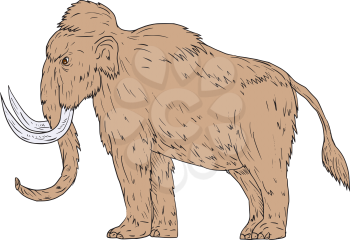 Drawing sketch style illustration of a woolly mammoth, Mammuthus primigenius, a prehistoric elephant that lived during the Pleistocene epoch and one of the last mammoth species standing viewed from th