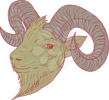 Drawing sketch style illustration of a mountain goat ram head looking to the side set on isolated white background. 

