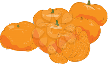Illustration of Mandarin Orange Fruit Peeled done in Watercolor style.