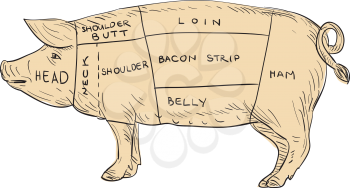 Illustration of a Vintage Pork Meat Cut Map done in hand sketch Drawing style.