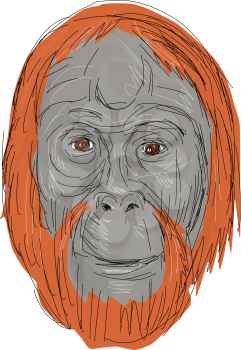 Drawing sketch style illustration of head of an unflanged male orangutan, an extant species of great apes native to Indonesia and Malaysia on isolated background.