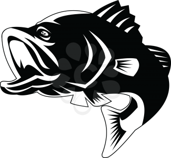 Illustration of a largemouth bass, black bass, barramundi or Asian sea bass (Lates calcarifer) jumping on isolated background viewed from the side done in retro Black and White style. 