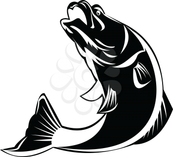 Black and White Illustration of a jumping largemouth bass, barramundi or Asian sea bass (Lates calcarifer) on isolated background done in retro style. 