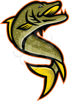 Mascot icon illustration of a Northern pike, Esox, Muskellunge, Tiger muskellunge or muskie fish viewed from high angle on isolated background in retro style.