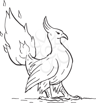 Drawing sketch style illustration of a a phoenix, in Greek mythology, a long-lived bird that cyclically regenerates obtaining new life by rising from the ashes, with burning tail on fire flames.