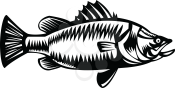 Retro style Black and White illustration of Saltwater Barramundi or barramundi, Asian sea bass (Lates calcarifer), a species of catadromous fish viewed from side on isolated background.