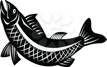 Retro Black and White style illustration of a trout fish jumping viewed from side on isolated background.
