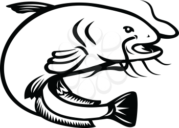 Black and White Illustration of a wels catfish, a ray-finned fish named for their prominent barbels, attacking or diving down about to attack viewed from front on isolated white background done in retro cartoon style.